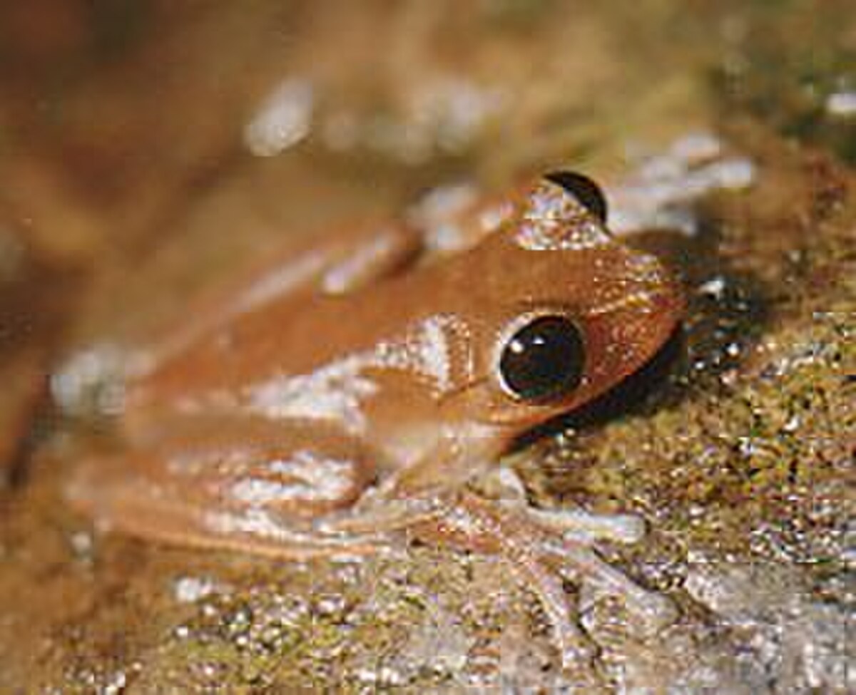Litoria dayi