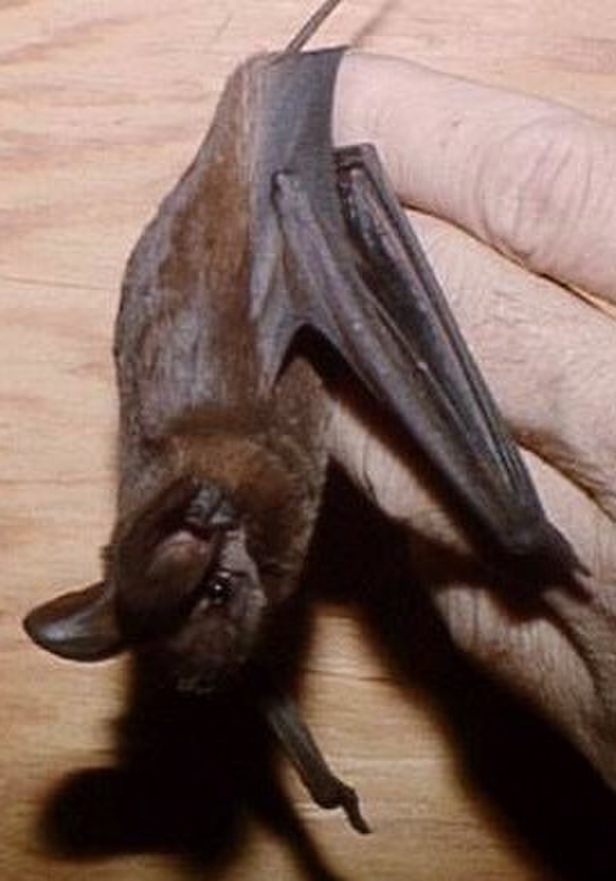 Molossidae