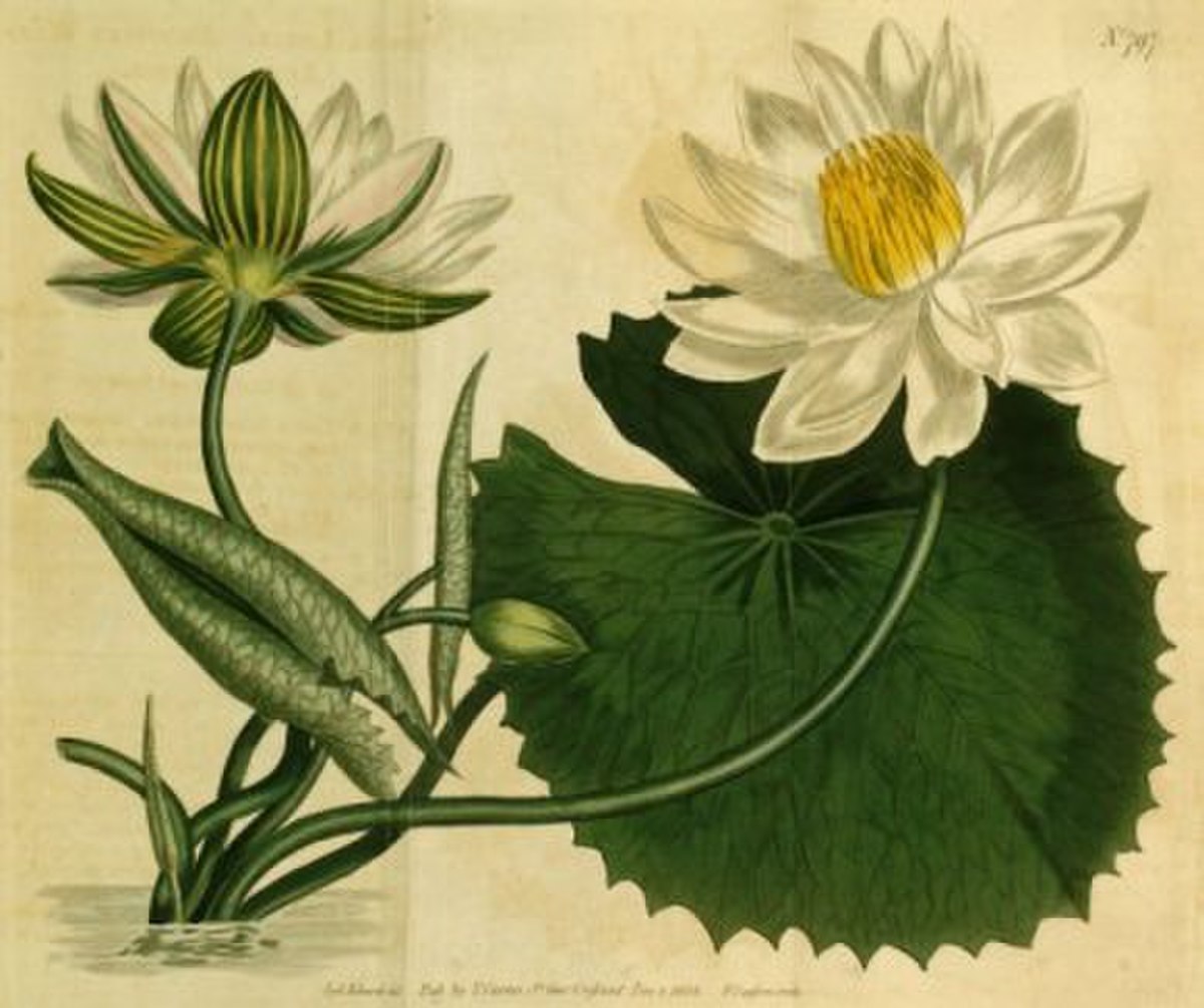 Lotus (plante)