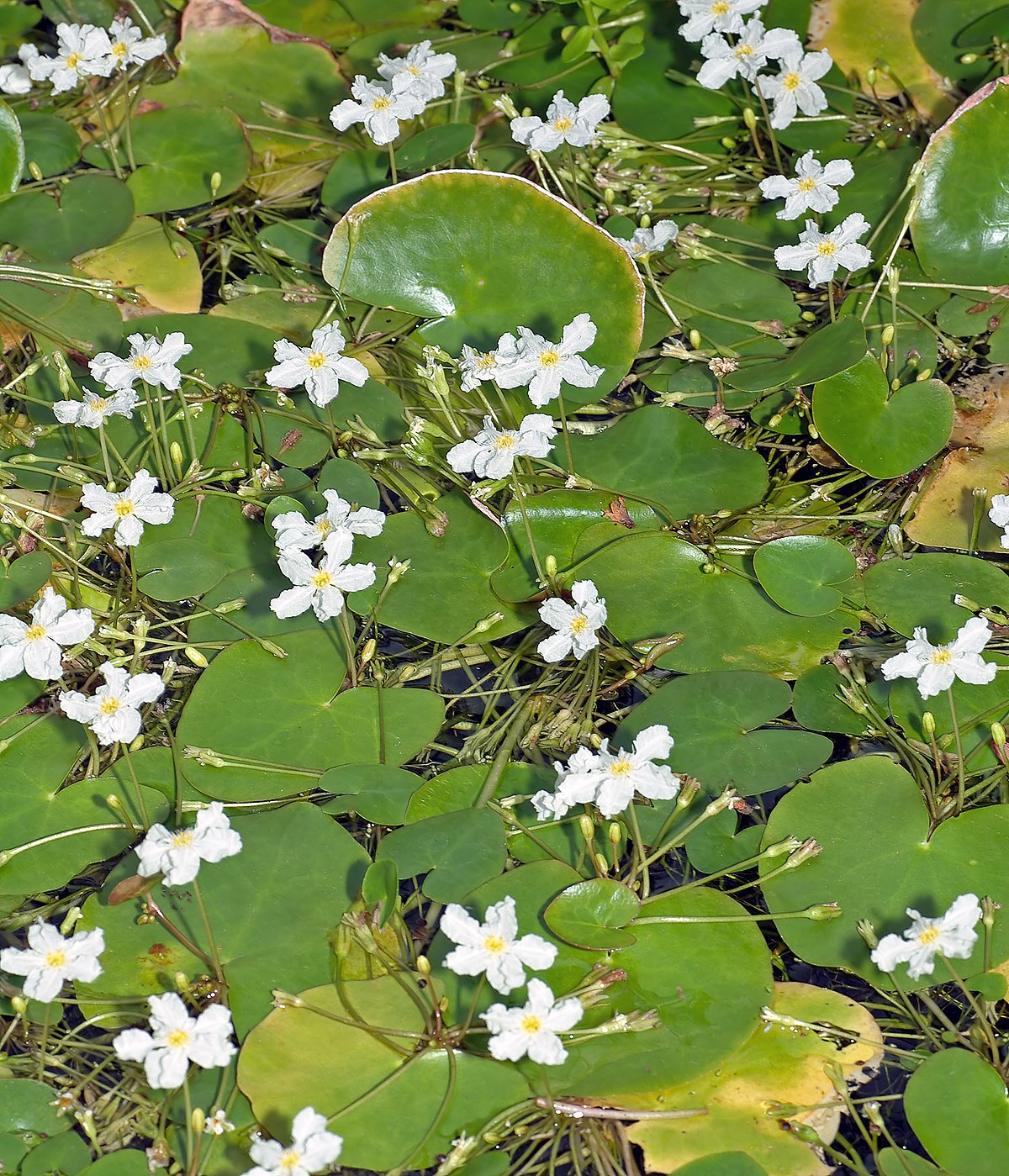 Nymphoides