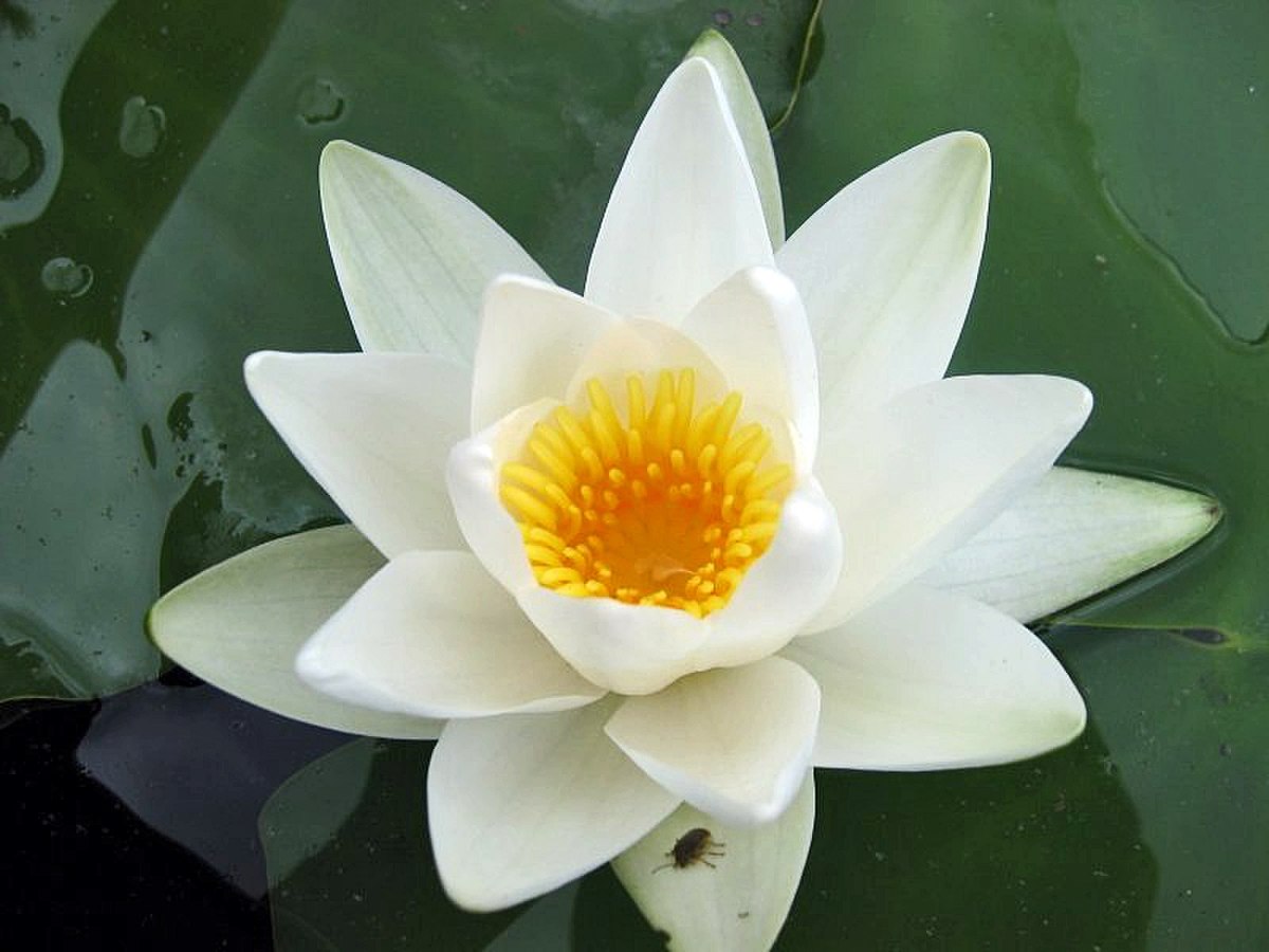 Nymphaeaceae