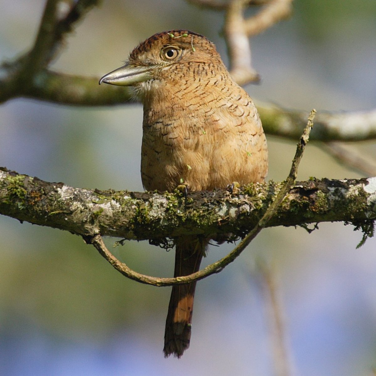 Bucconidae