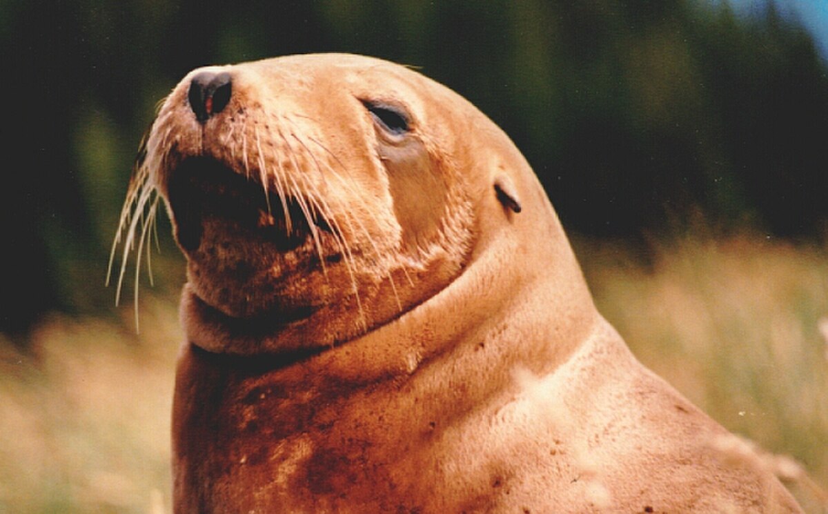 Lion de mer de Nouvelle-Zélande