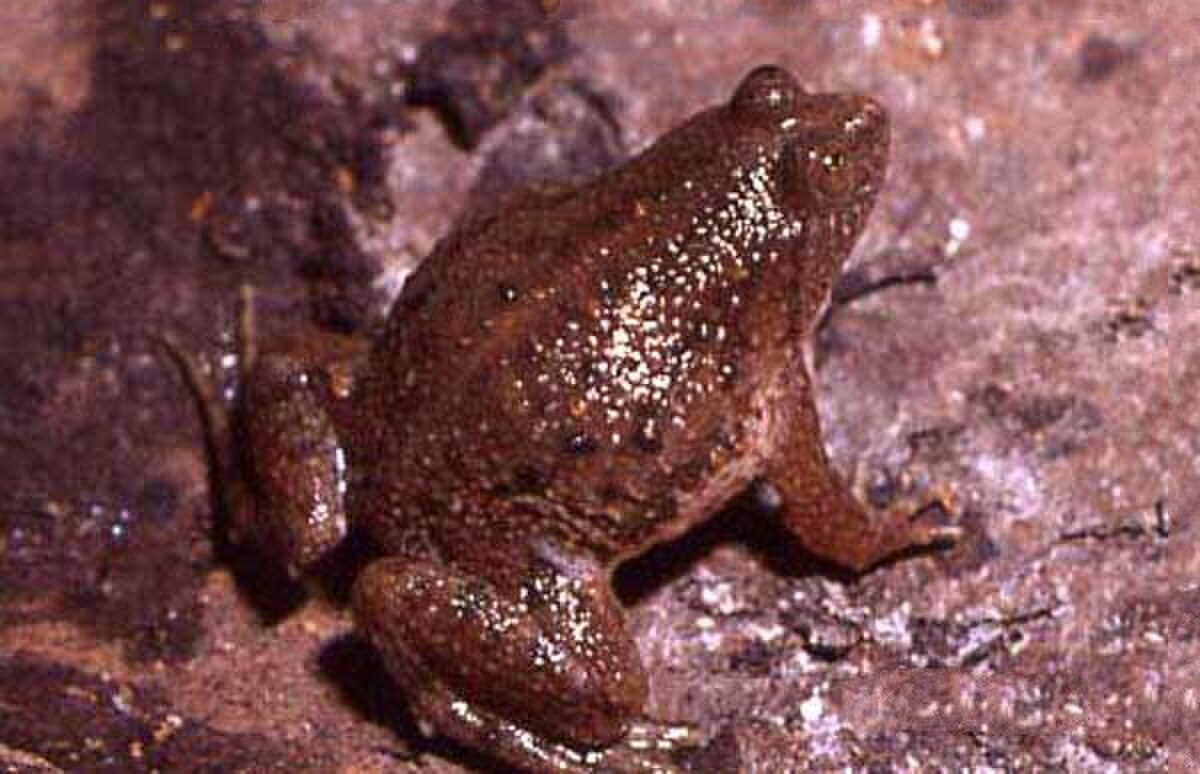 Occidozyga lima