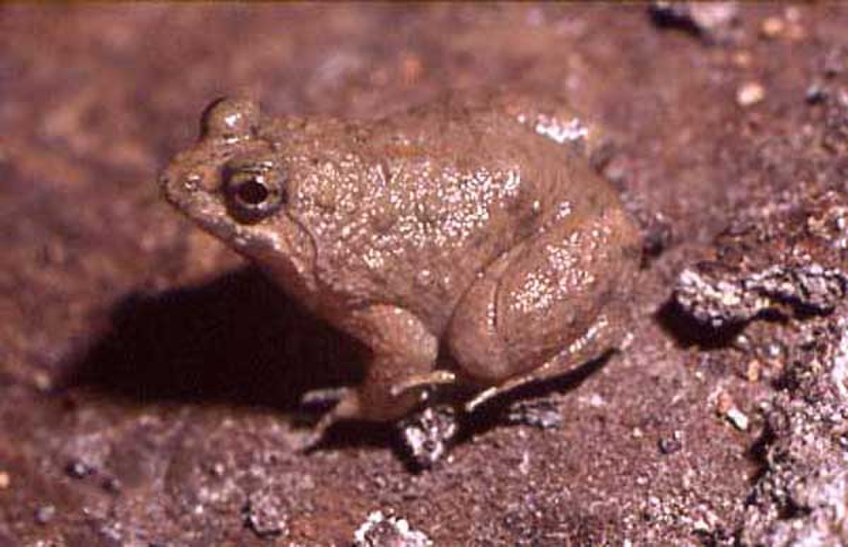 Occidozyga martensii