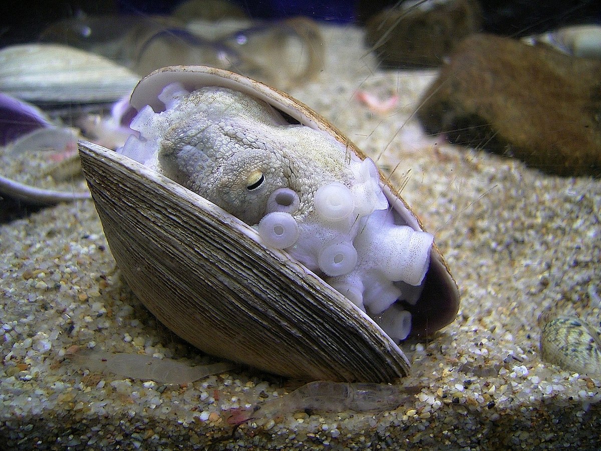Cephalopoda (classification phylogénétique)