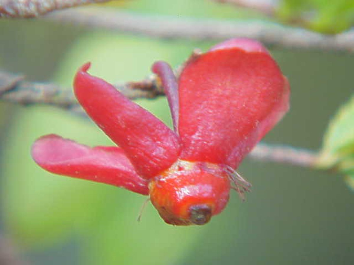 Ochnaceae