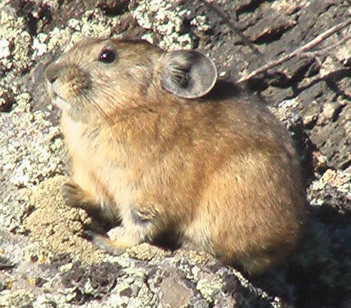 Pika de Daourie