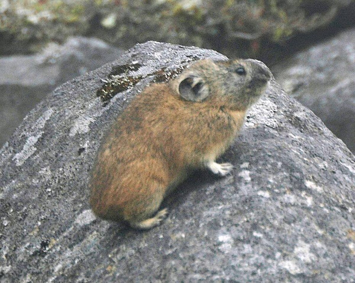 Ochotona hyperborea