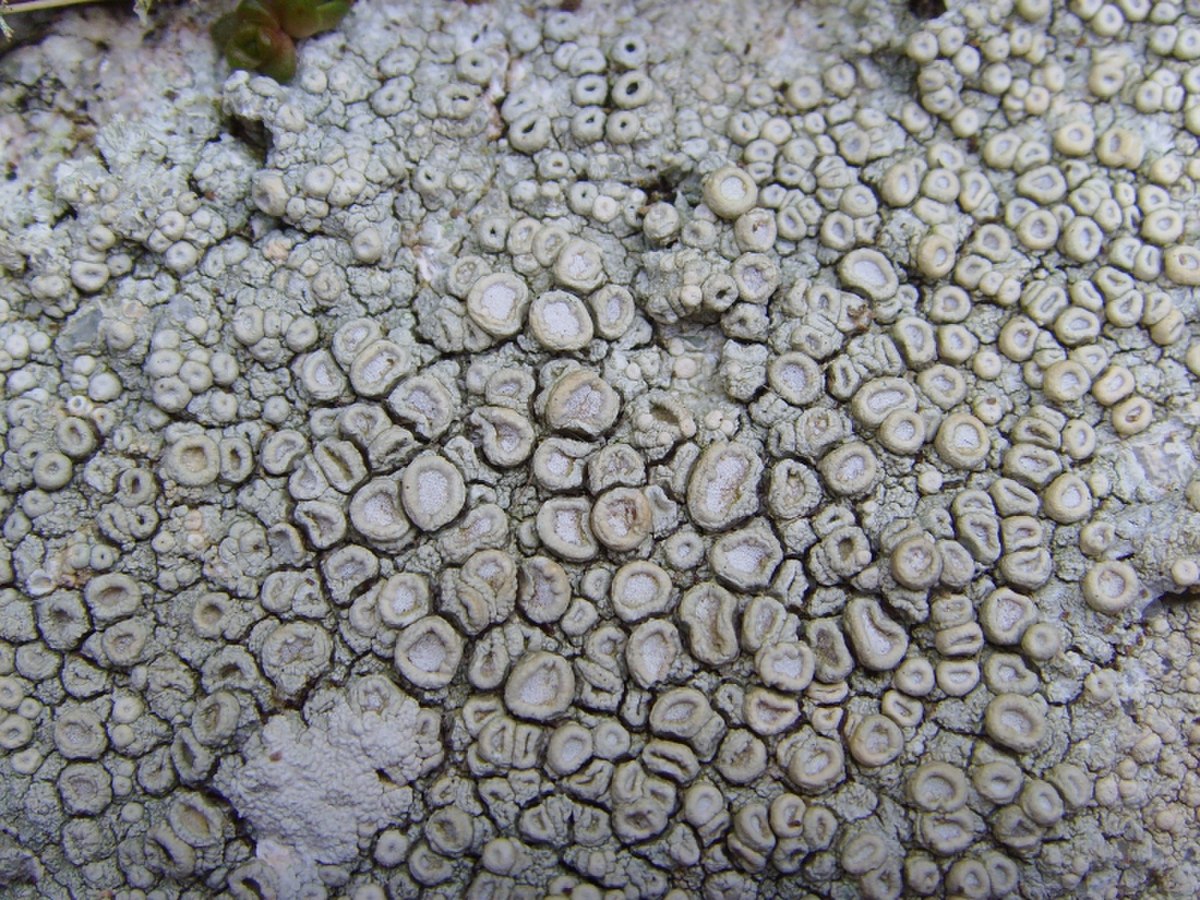 Ochrolechia