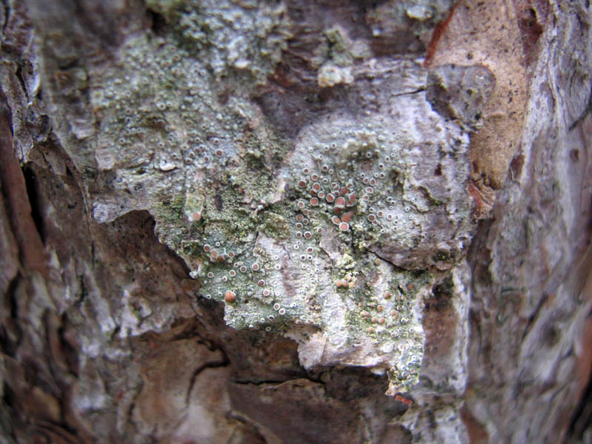 Un lichen du genre Ochrolechia dans les monts Zlatibor, en Serbie