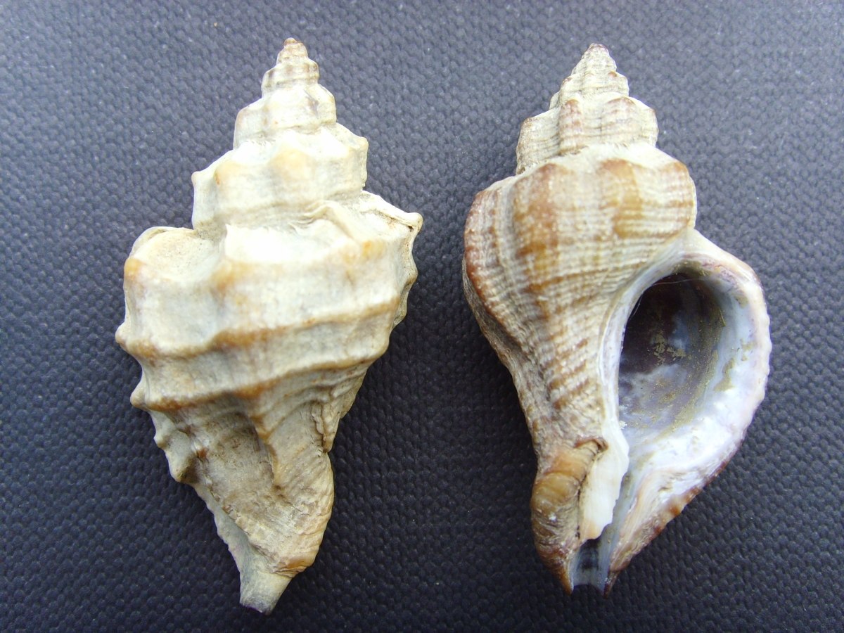 Ocinebrellus inornatus