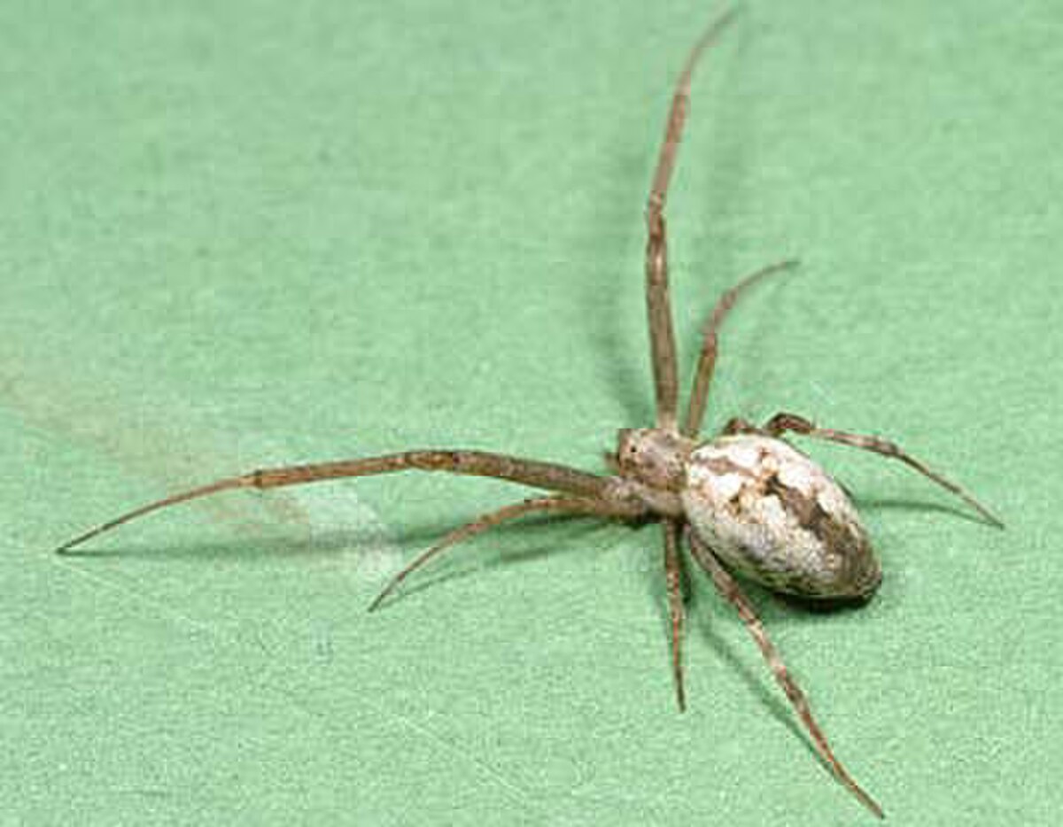 Octonoba