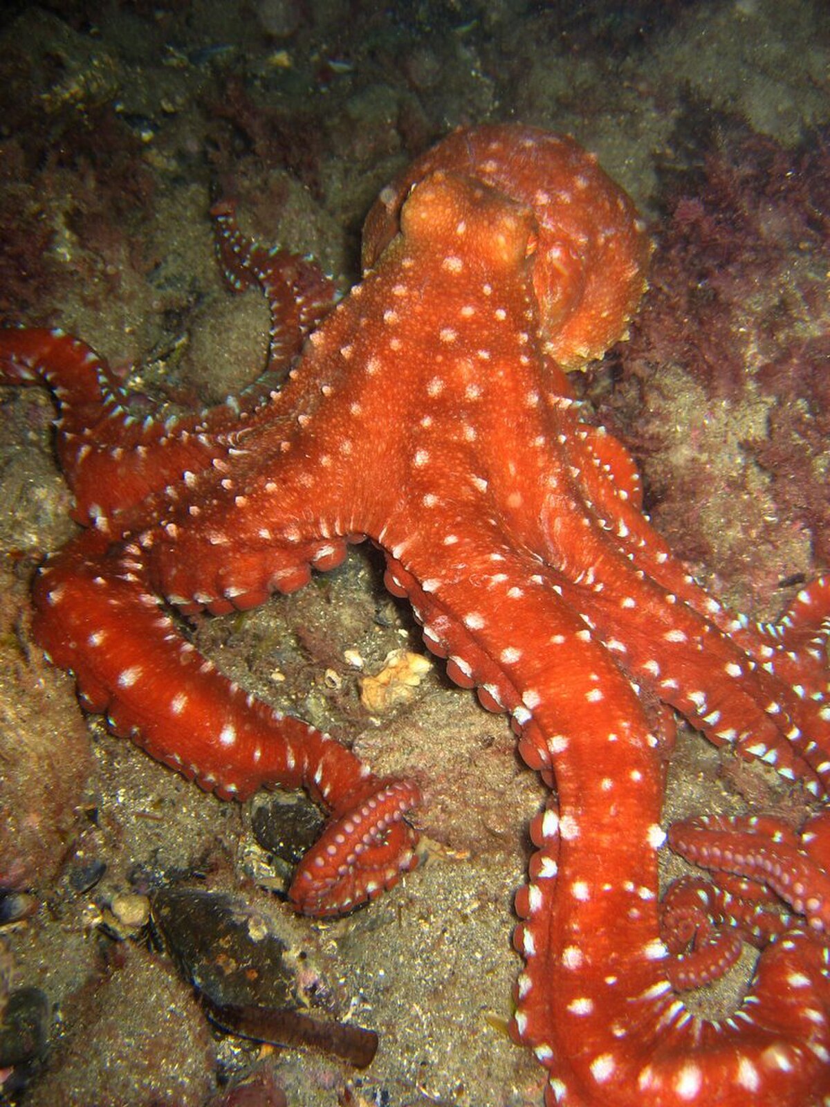 Octopus macropus