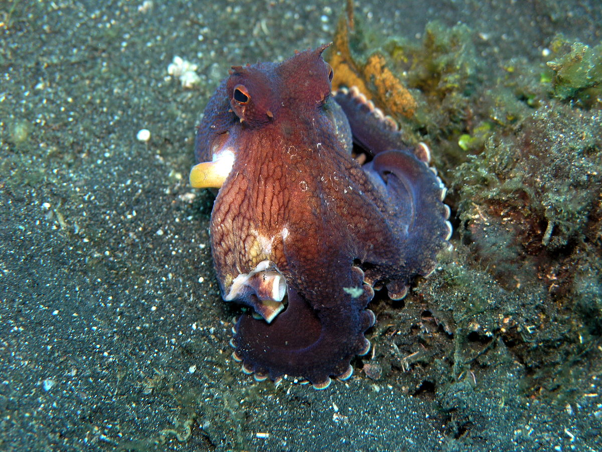 Octopus marginatus