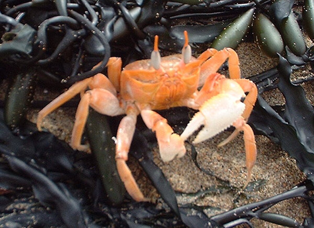 Ocypodidae