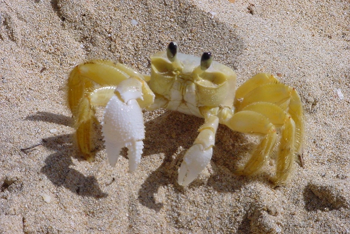 Malacostraca (classification phylogénétique)