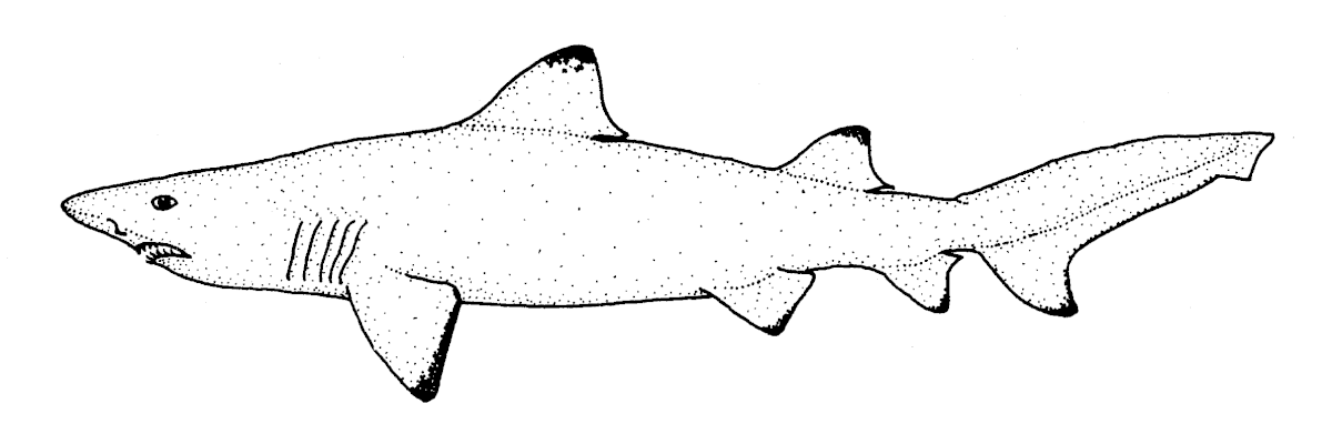 Odontaspis ferox