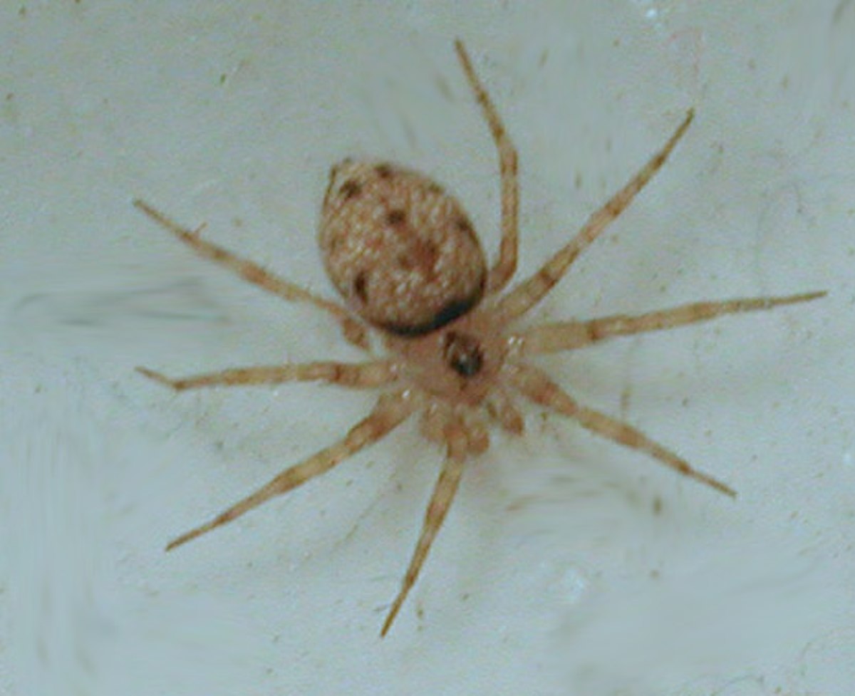 Oecobiidae