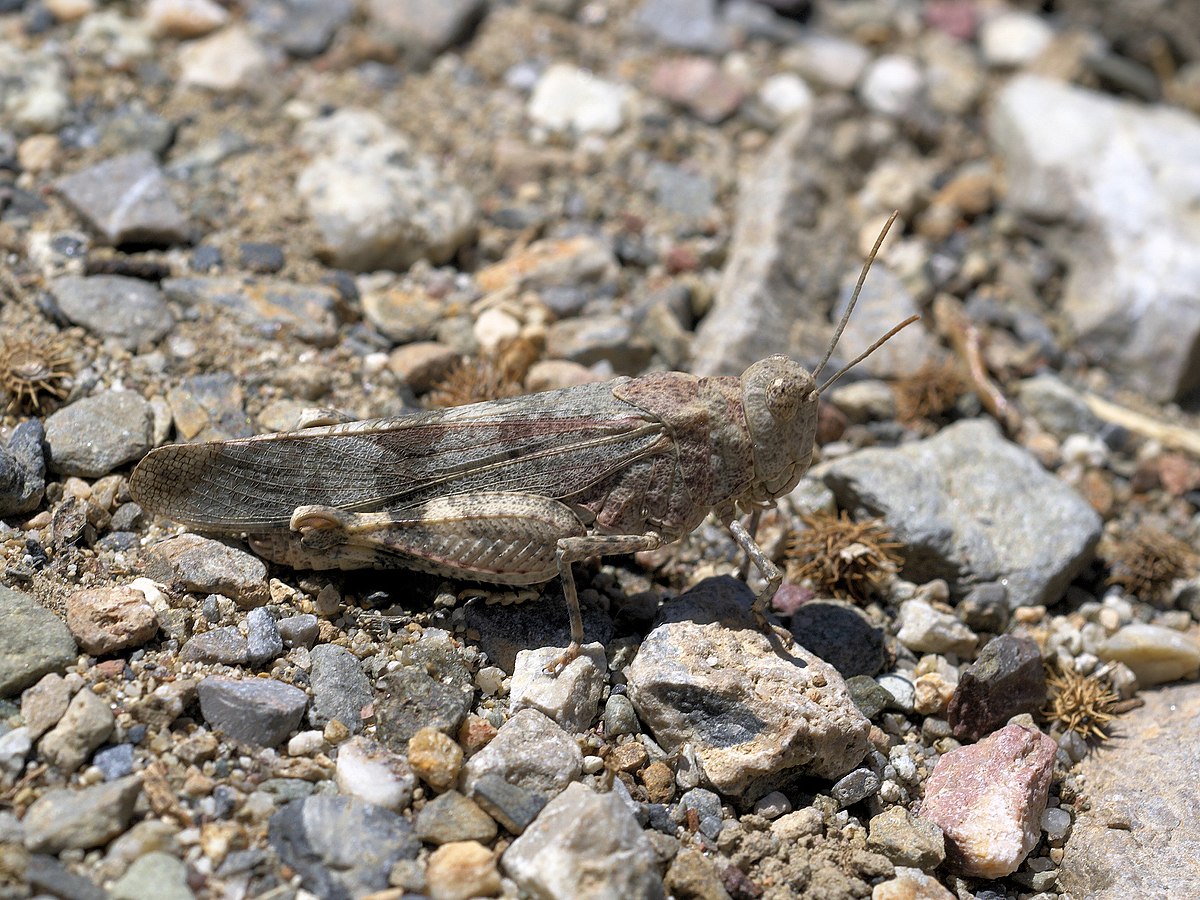 Oedipodinae