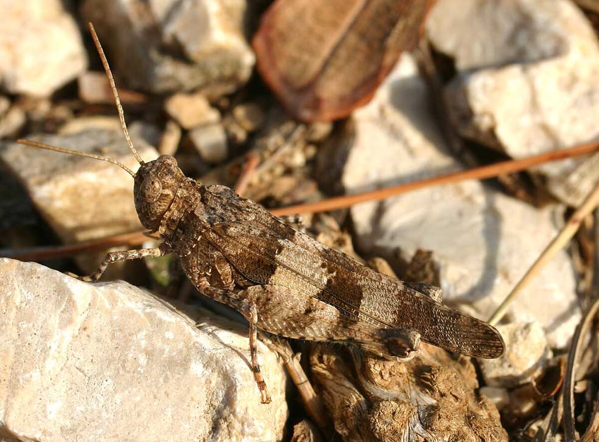 Oedipoda caerulescens