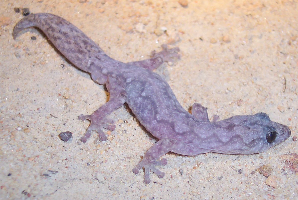 Oedura lesueurii