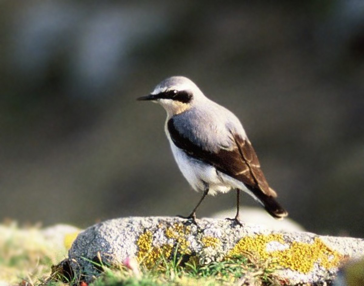 Oenanthe (oiseau)