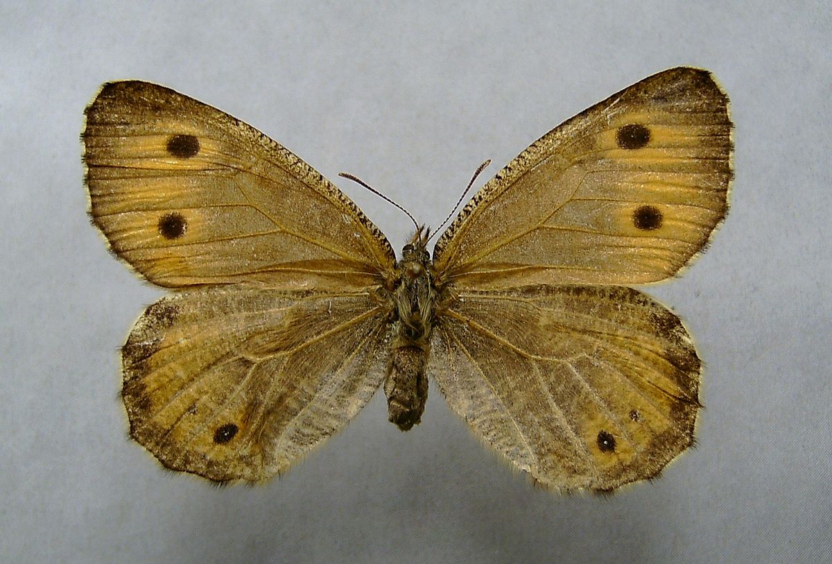 Oeneis