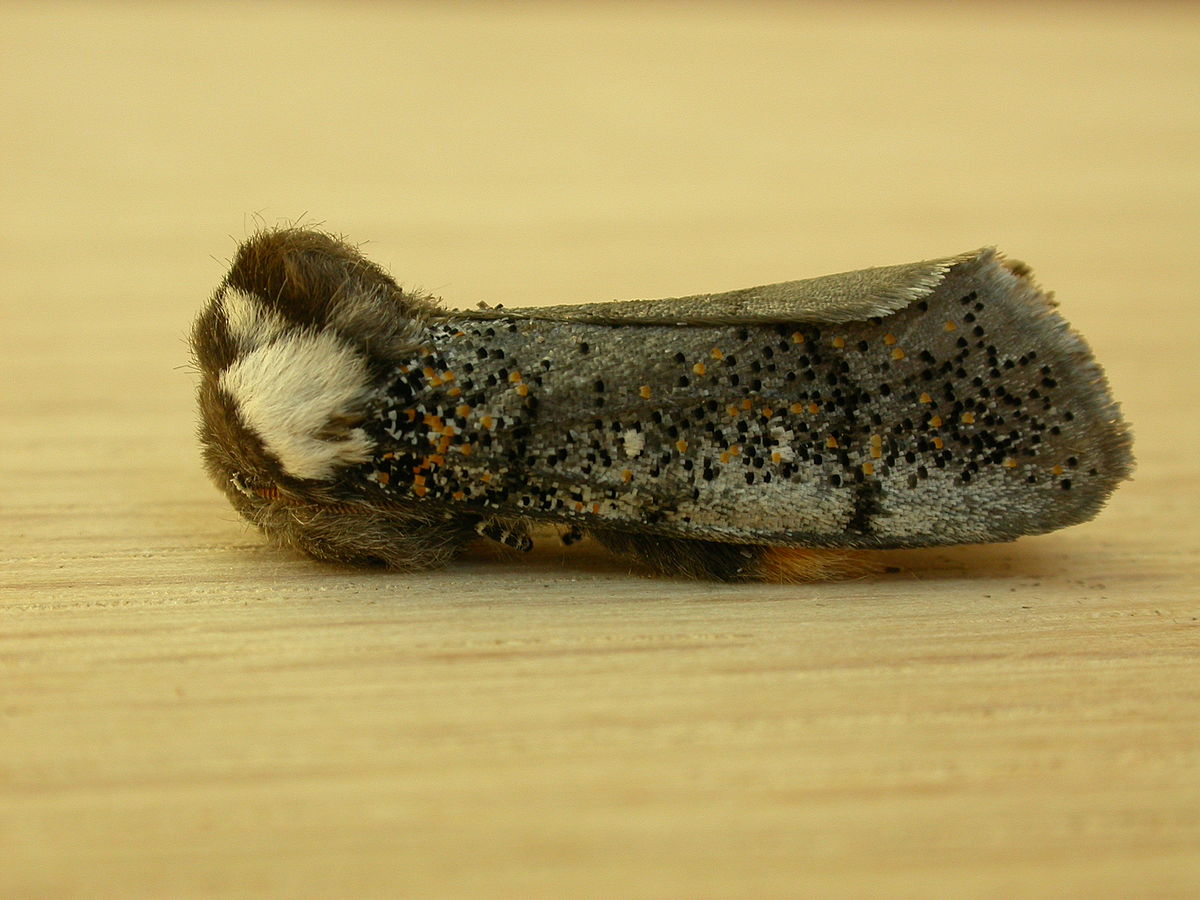 Oenosandridae