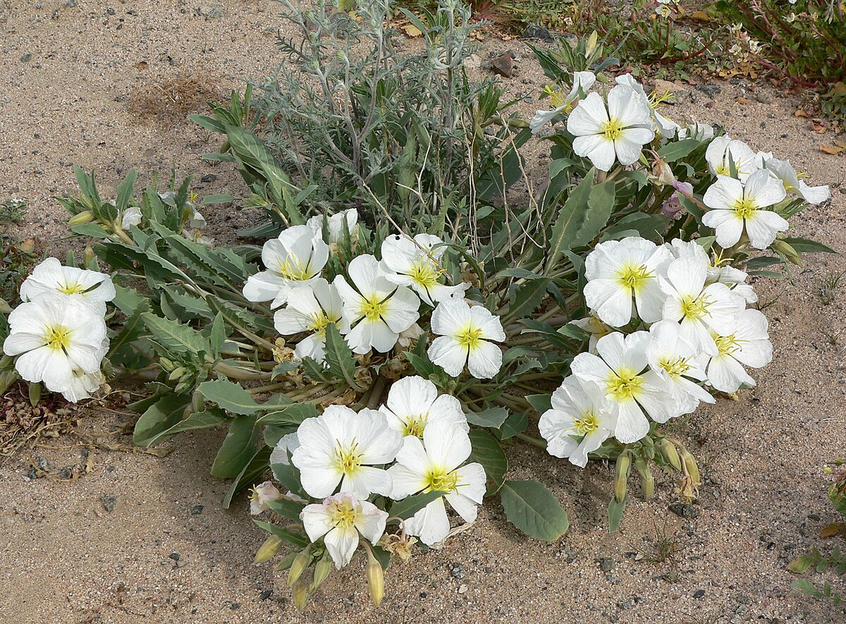 Oenothera deltoides