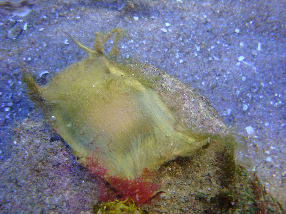 Oeuf de raie bouclée dans la nurserie de Mareis