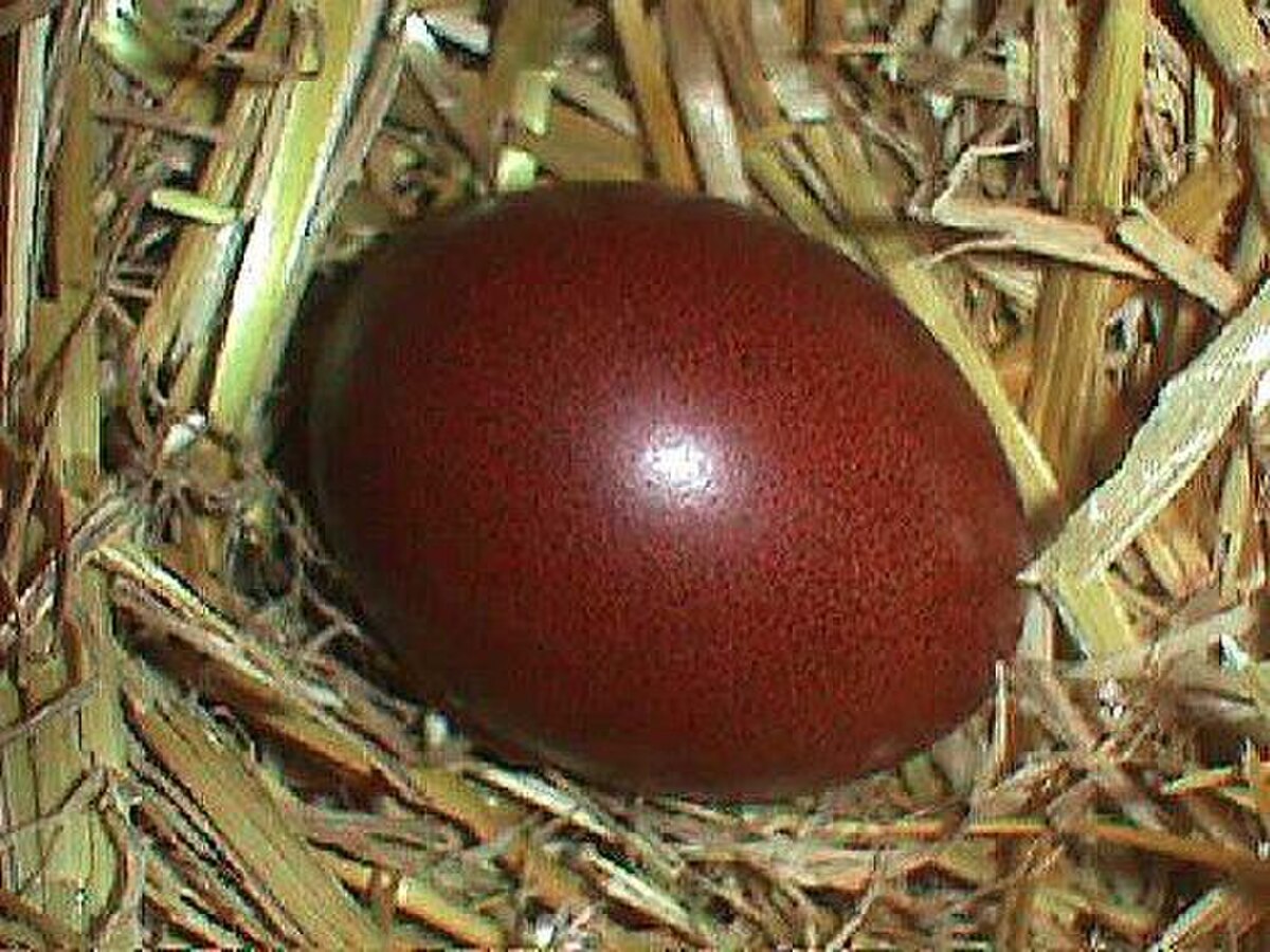 Poule de Marans