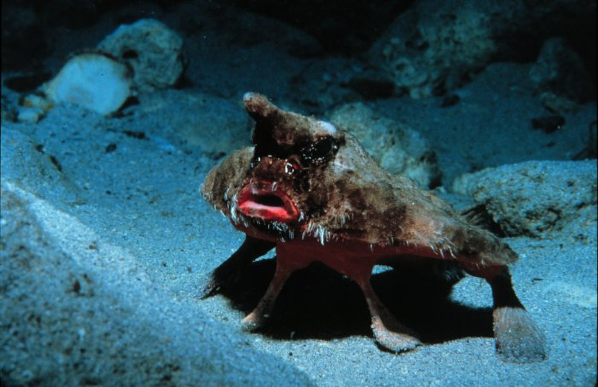 Ogcocephalidae