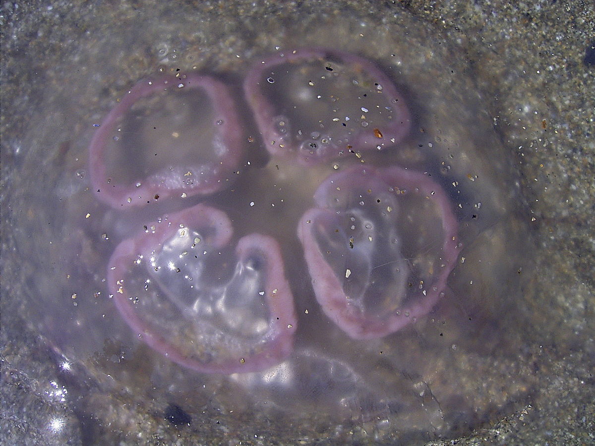 OhrenqualleGonaden.jpg