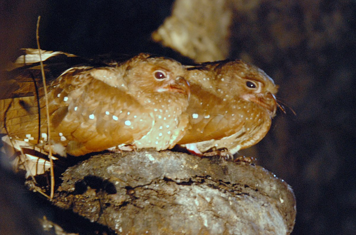 Guacharo des cavernes