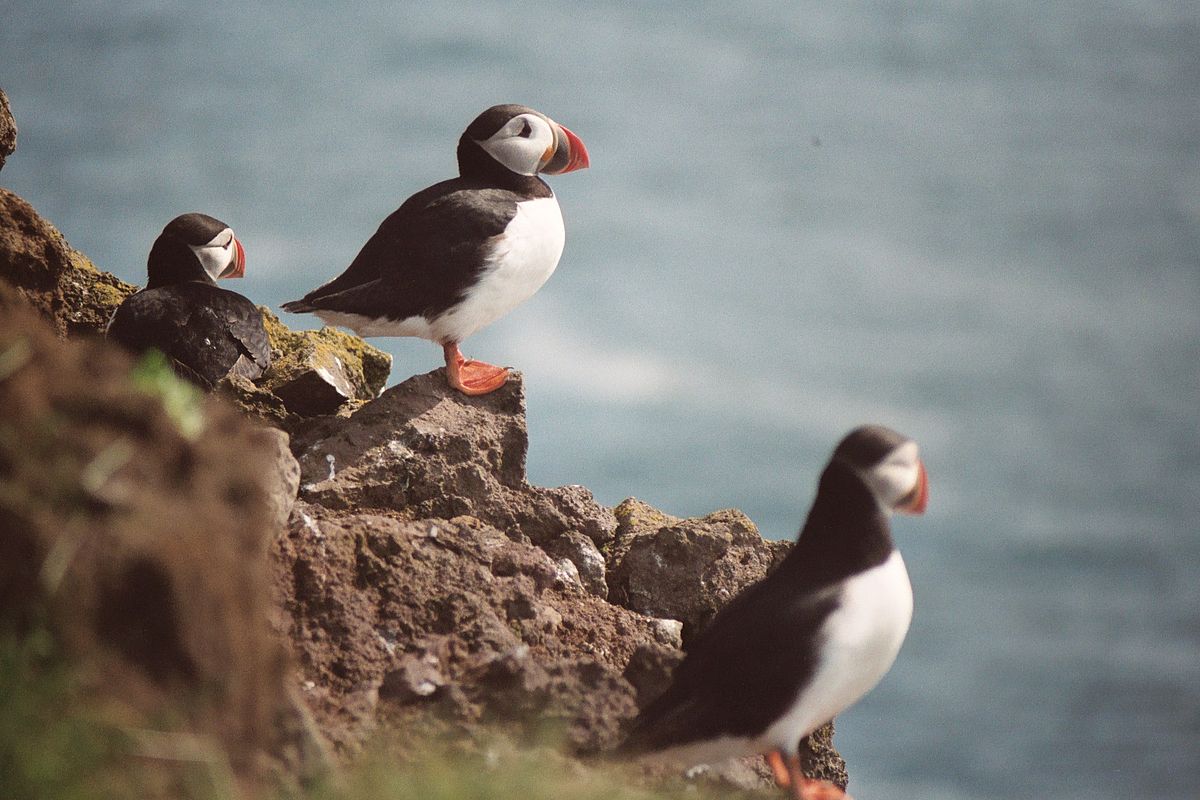 Alcidae