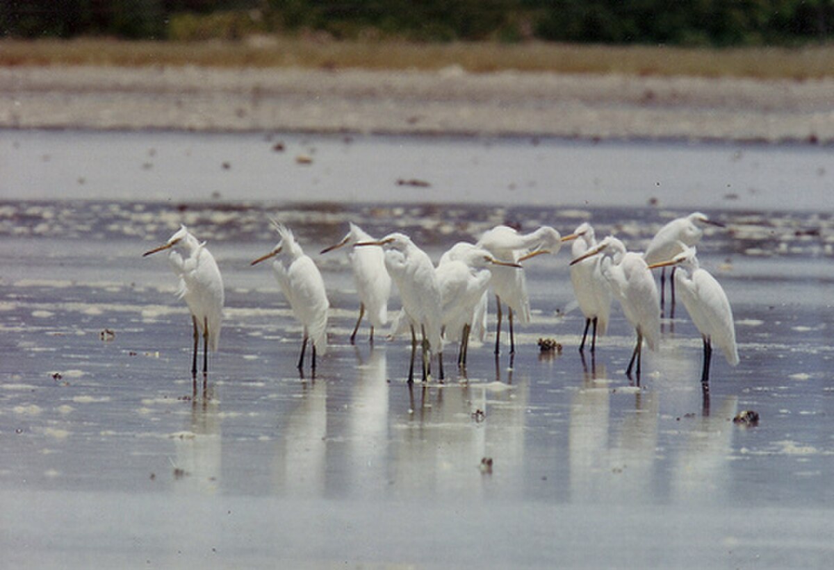 Aigrette de Chine