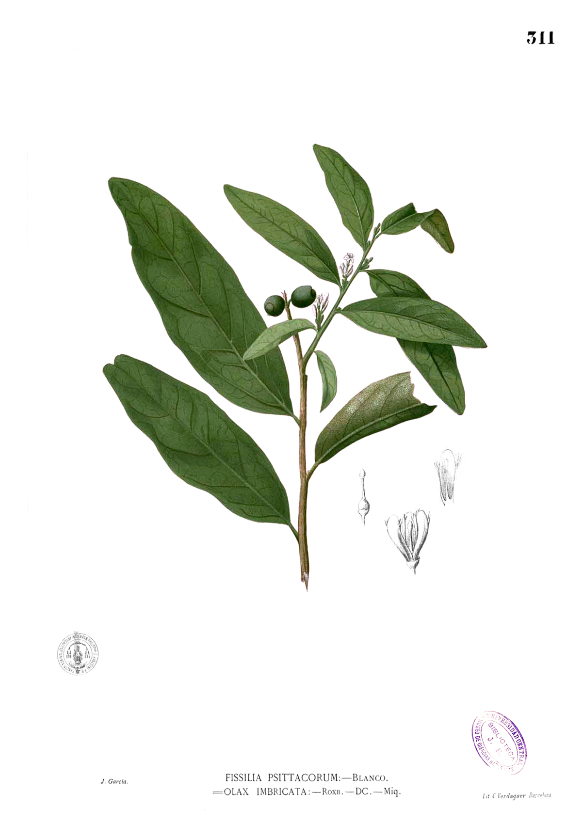 Olacaceae
