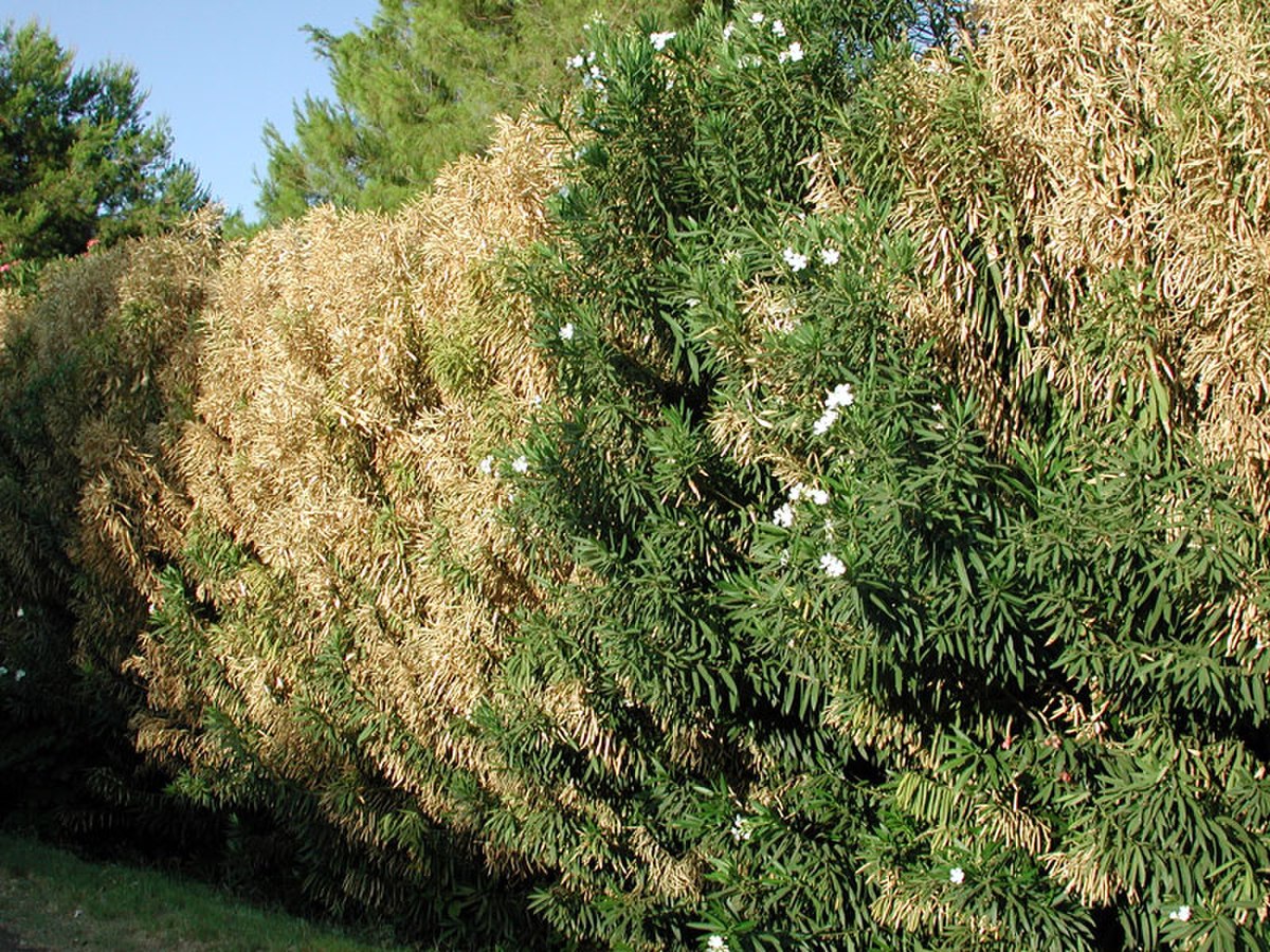 Xylella fastidiosa