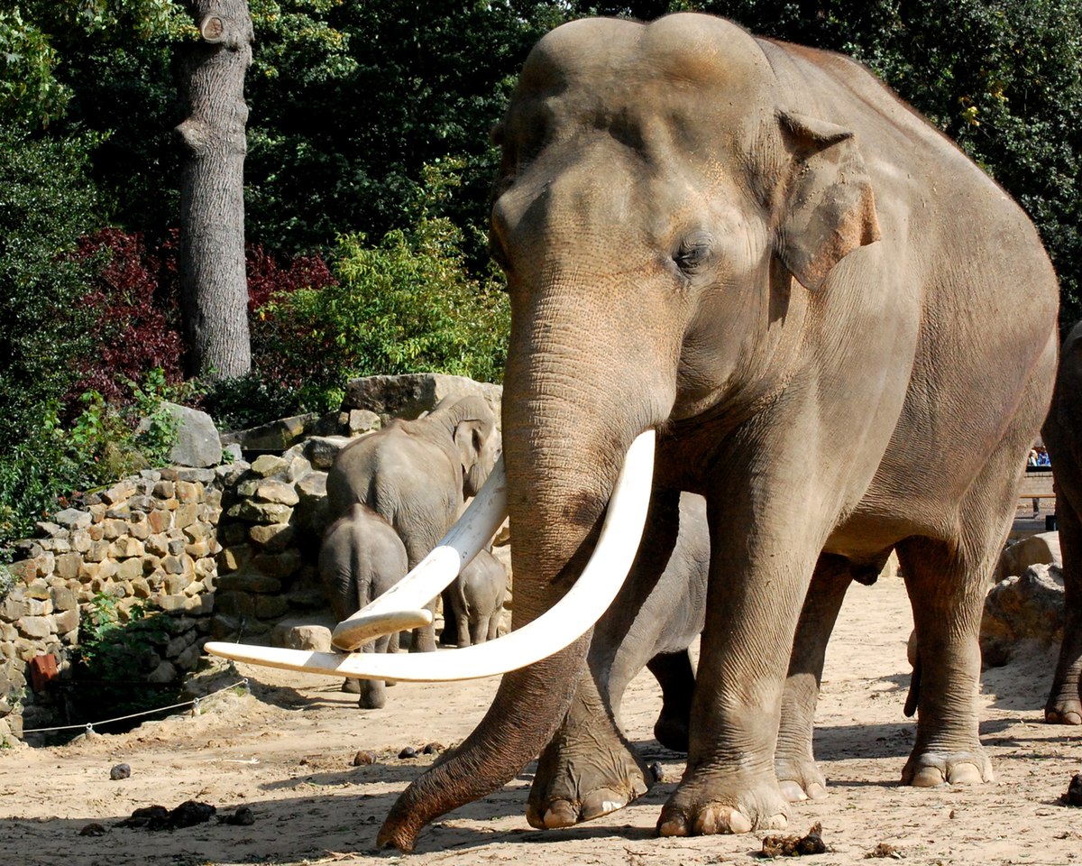 Elephas