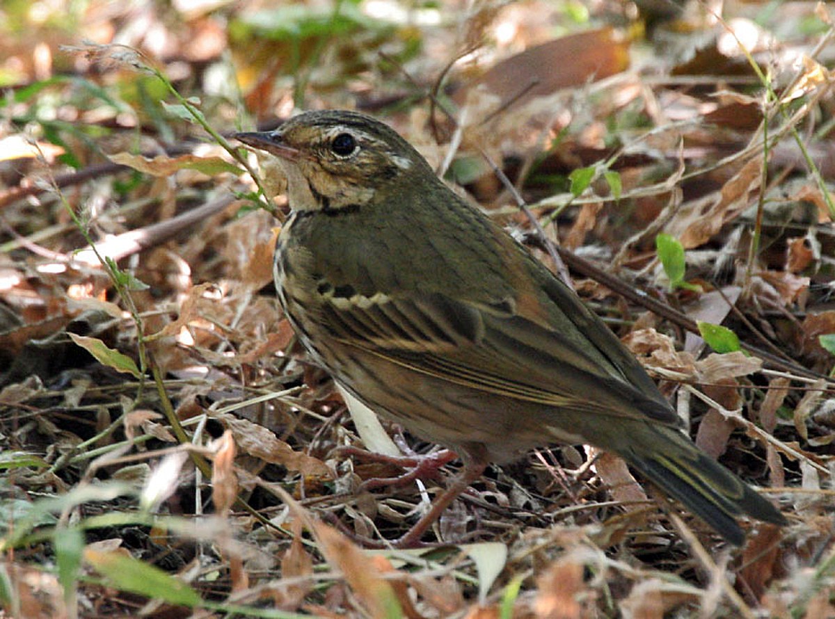 Olive-backed Pipit- Kolkata I IMG 9872.jpg