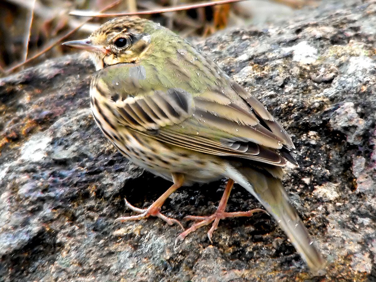Pipit à dos olive