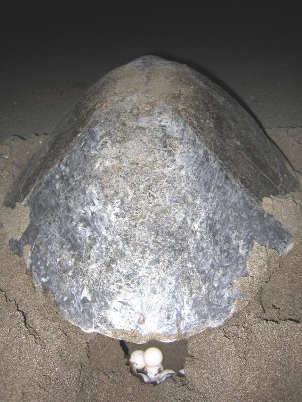 Lepidochelys