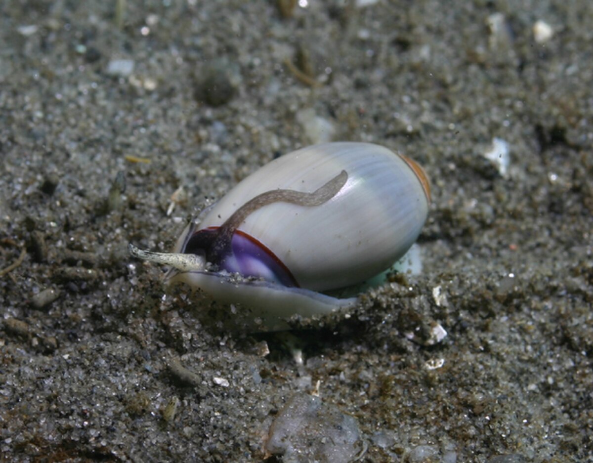 Olividae
