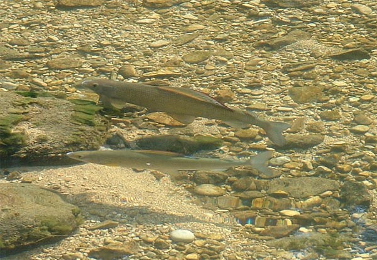 Thymallus
