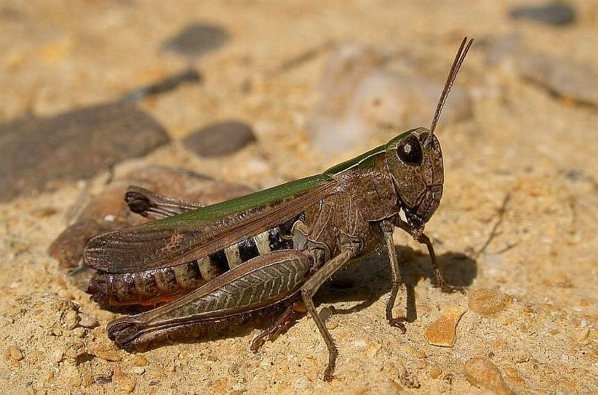 Omocestus