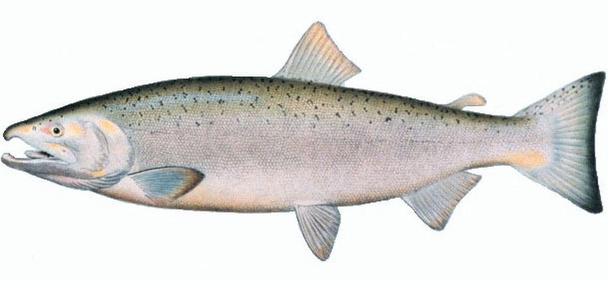 Saumon