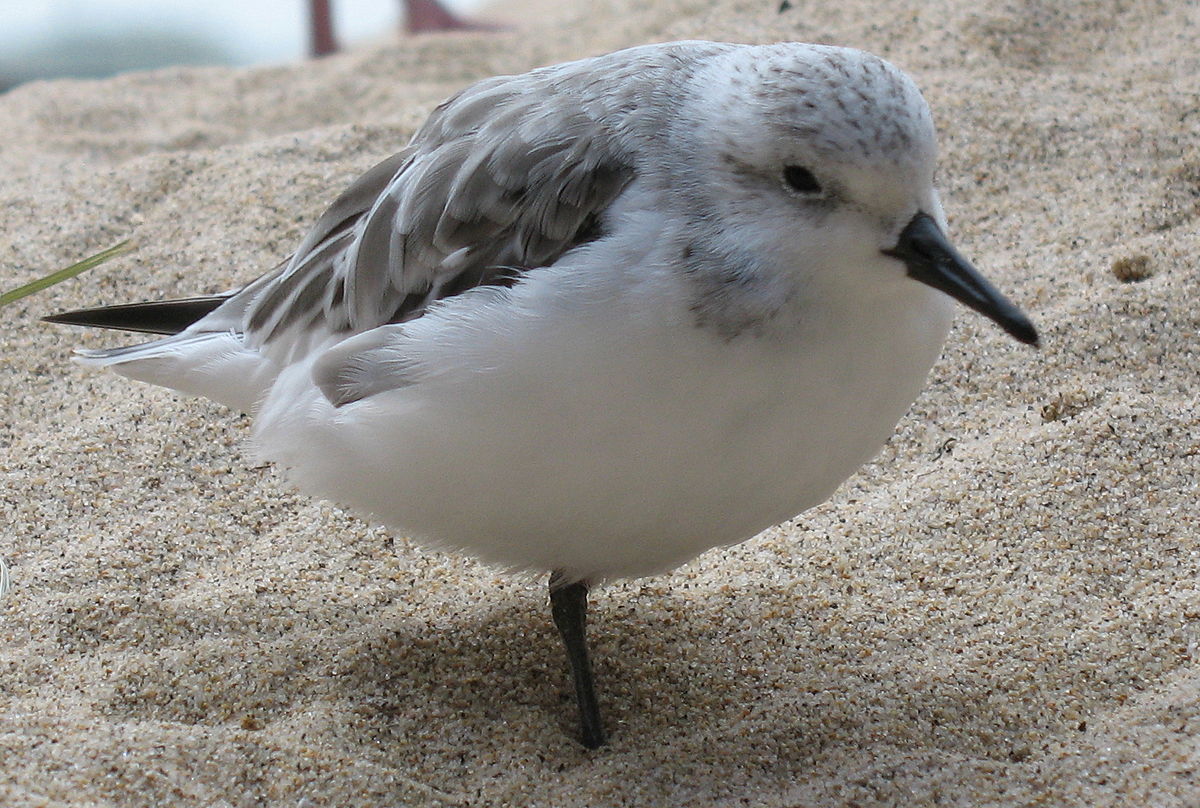 OneLeggedSanderling.jpg