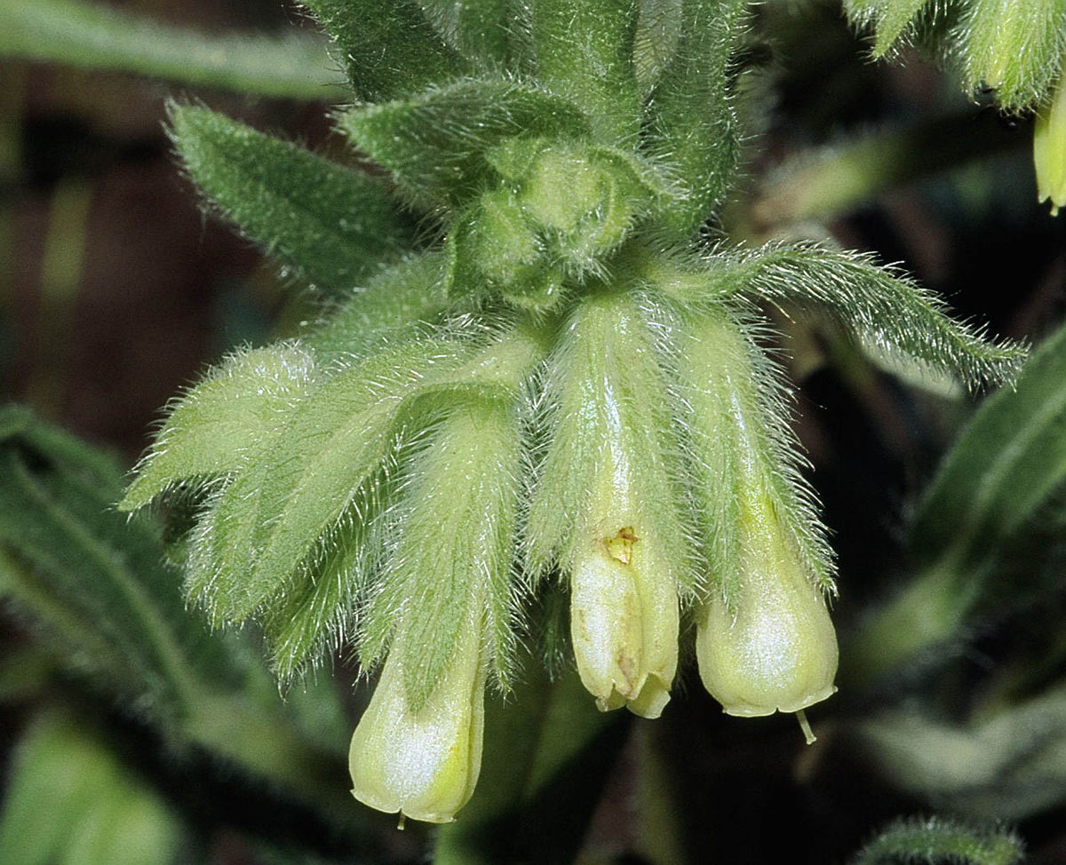 Onosma arenaria
