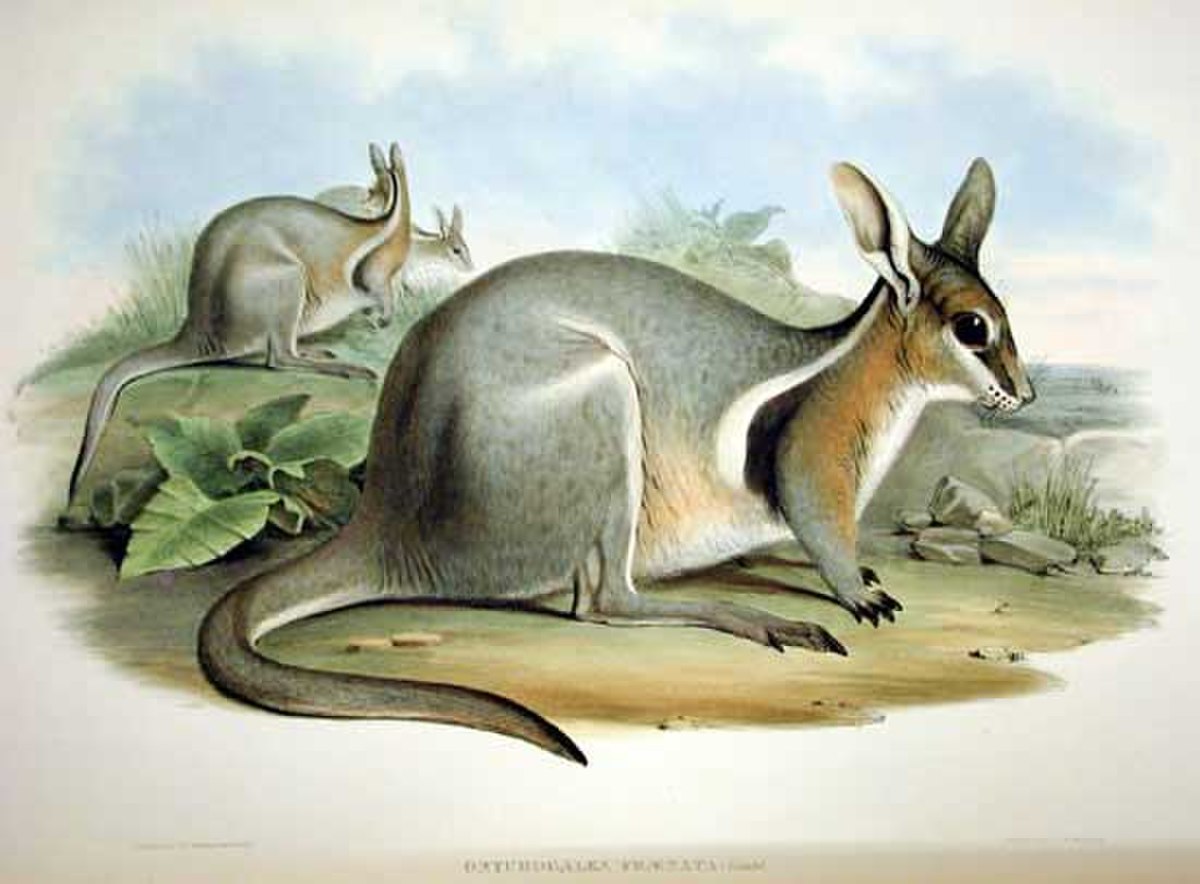 Wallaby bridé à queue cornée